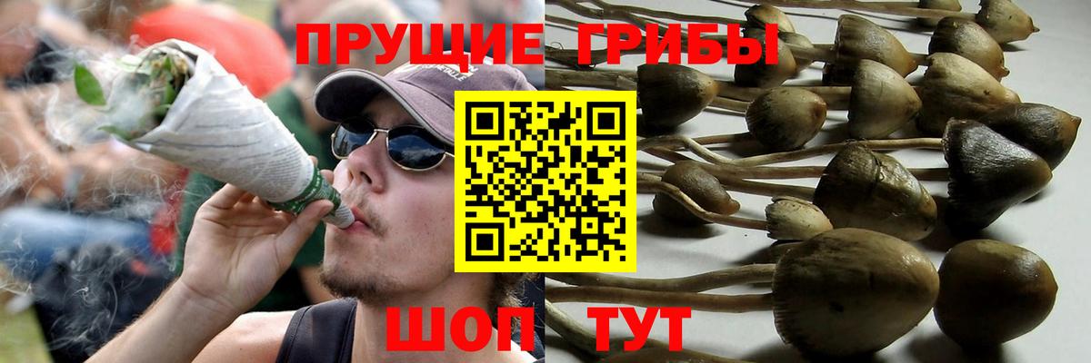 Псилоцибиновые грибы прущие грибы  Вход с VPN  Галлюциногенные грибы Psilocybe  Урюпинск 
